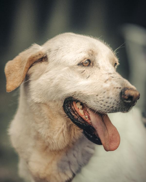 Easy, una labrador color miele Foto 6